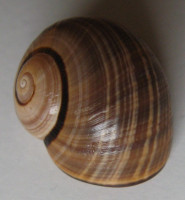 Polymita picta multifasciata, 1) (Torre, 1850)